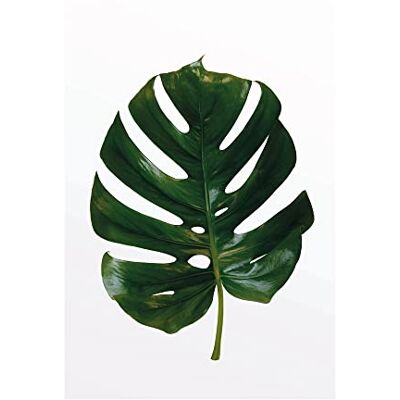 Komar - Monstera hoja - 50x70 cm - pegatina mural Komar - Monstera hoja - 50x70 cm - pegatina mural