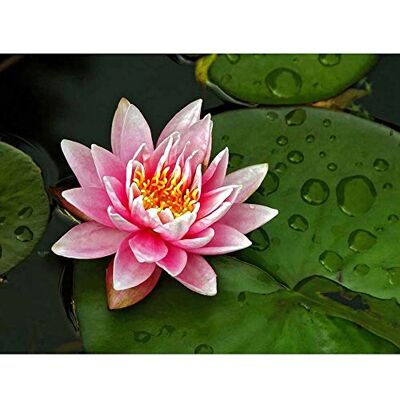 Wee Blue Coo Lotus Flower Lilly Pad Pink Art Print Poster Wall Decor 12X16 Inch Wee Blue Coo Lotus Flower Lilly Pad Pink Art Print Poster Wall Decor 12X16 Inch