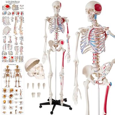 tectake ® Modelo Anatómico Esqueleto Humano Tamaño Real, Cuerpo Humano, Fines Didácticos, Incluye Póster, Cráneo con Apertura Fácil, Extremidades Desmontables, Articulaciones Móviles, Alta Calidad tectake ® Modelo Anatómico Esqueleto Humano Tamaño Real, Cuerpo Humano, Fines Didácticos, Incluye Póster, Cráneo con Apertura Fácil, Extremidades Desmontables, Articulaciones Móviles, Alta Calidad