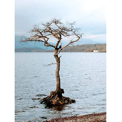 ART Koumu Lone Tree Milarrochy Bay Trossachs Scotland Lienzo decorativo para pared (tamaño grande), diseño de árbol solitario ART Koumu Lone Tree Milarrochy Bay Trossachs Scotland Lienzo decorativo para pared (tamaño grande), diseño de árbol solitario