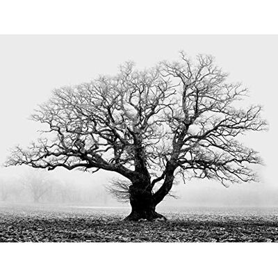 Wee Blue Coo Lienzo con impresión de árbol de Roble Antiguo y Niebla en Blanco y Negro Wee Blue Coo Lienzo con impresión de árbol de Roble Antiguo y Niebla en Blanco y Negro