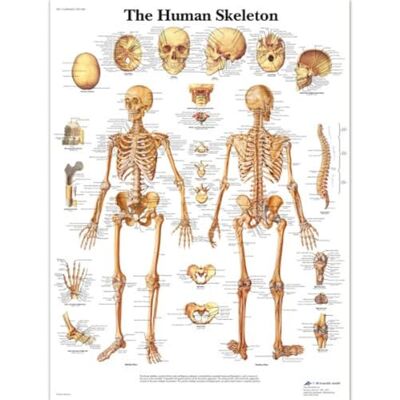 3B Scientific – Laminado Esqueleto Humano Cartel – Póster de Anatomía Protegido contra UV y Polvo para Estudio, Enseñanza y Clínicas 3B Scientific – Laminado Esqueleto Humano Cartel – Póster de Anatomía Protegido contra UV y Polvo para Estudio, Enseñanza y Clínicas