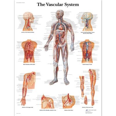 3B Scientific Póster plastificado del sistema vascular 3B Scientific Póster plastificado del sistema vascular