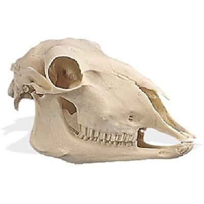 3B Scientific Calavera De Oveja (Ovis Aries), Réplica 3B Scientific Calavera De Oveja (Ovis Aries), Réplica