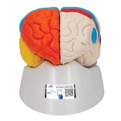 3B Scientific Cerebro Neuro, Anatómico, desmontable En 8 Piezas 3B Smart Anatomy 3B Scientific Cerebro Neuro, Anatómico, desmontable En 8 Piezas 3B Smart Anatomy