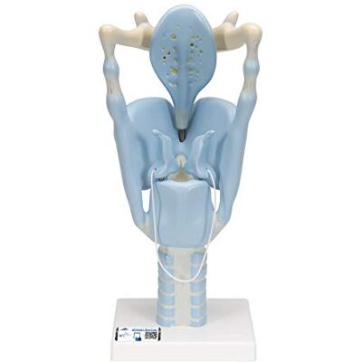 3B Scientific laringe Funcional, 3 Veces Su Tamaño Natural 3B Smart Anatomy 3B Scientific laringe Funcional, 3 Veces Su Tamaño Natural 3B Smart Anatomy