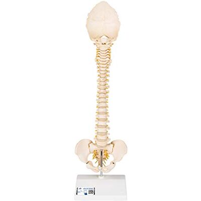 3B Scientific Modelo de anatomía humana Columna Vertebral Pediátrica En Calidad 3B Bonelike + App de anatomía gratuita 3B Smart Anatomy 3B Scientific Modelo de anatomía humana Columna Vertebral Pediátrica En Calidad 3B Bonelike + App de anatomía gratuita 3B Smart Anatomy