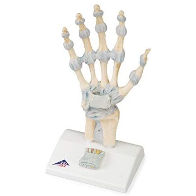 3B Scientific Modelo de anatomía humana Modelo del Esqueleto de la Mano Con Ligamentos y Túnel Carpi + App de anatomía gratuita 3B Smart Anatomy 3B Scientific Modelo de anatomía humana Modelo del Esqueleto de la Mano Con Ligamentos y Túnel Carpi + App de anatomía gratuita 3B Smart Anatomy