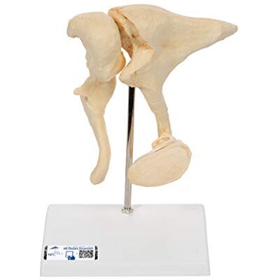 3B Scientific Modelo de anatomía humana Huesecillos del Conducto Auditivo, Aumentado A 20 Veces Su + App de anatomía gratuita 3B Smart Anatomy 3B Scientific Modelo de anatomía humana Huesecillos del Conducto Auditivo, Aumentado A 20 Veces Su + App de anatomía gratuita 3B Smart Anatomy