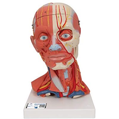3B Scientific ® Cabeza a Tamaño Real – Modelo Humano de 5 Partes con Músculos, Nervios, Vasos & Cerebro Extraíble + Smart Anatomy App (Garantía de 5 Años) 3B Scientific ® Cabeza a Tamaño Real – Modelo Humano de 5 Partes con Músculos, Nervios, Vasos & Cerebro Extraíble + Smart Anatomy App (Garantía de 5 Años)