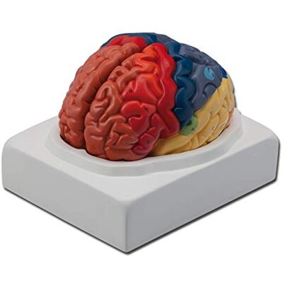 GIMA La Empresa Modelo Anatómico Zonas Cerebrali GIMA La Empresa Modelo Anatómico Zonas Cerebrali
