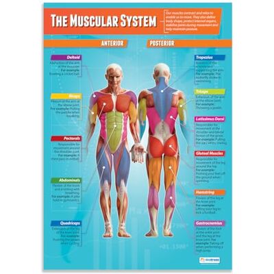 Daydream Education El sistema muscular pósteres PE Papel laminado brillante de 850 mm x 594 mm (A1) Gráficas de educación física para el aula Diagrama de educación Daydream Education El sistema muscular pósteres PE Papel laminado brillante de 850 mm x 594 mm (A1) Gráficas de educación física para el aula Diagrama de educación