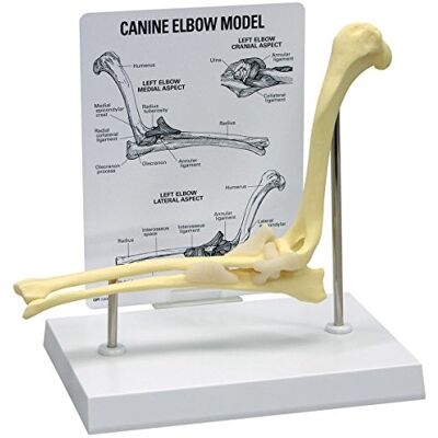 3B Scientific GPI Anatomicals Codo canino 3B Scientific GPI Anatomicals Codo canino