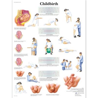3B Scientific – Lámina Plastificada del Parto – Póster de Anatomía Protegido contra UV y Polvo para Estudio, Enseñanza y Clínicas 3B Scientific – Lámina Plastificada del Parto – Póster de Anatomía Protegido contra UV y Polvo para Estudio, Enseñanza y Clínicas