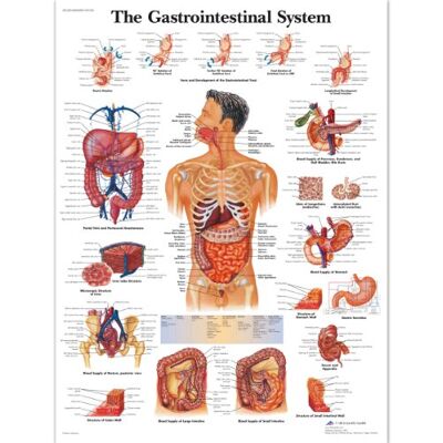 3B Scientific – Lámina Plastificada del Sistema Gastrointestinal Humano – Póster de Anatomía Protegido contra UV y Polvo para Estudio, Enseñanza y Clínicas 3B Scientific – Lámina Plastificada del Sistema Gastrointestinal Humano – Póster de Anatomía Protegido contra UV y Polvo para Estudio, Enseñanza y Clínicas