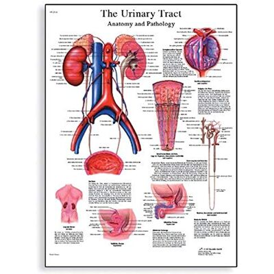 3B Scientific Tabla de tractos urinarios, Sin laminar 3B Scientific Tabla de tractos urinarios, Sin laminar