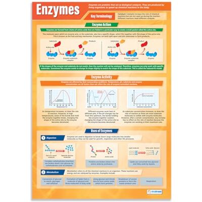 Daydream Education Enzimas Póster de ciencia Papel laminado brillante de 850 mm x 594 mm (A1) Gráficos de ciencia para el aula Tabla de educación de Daydream Education Enzimas Póster de ciencia Papel laminado brillante de 850 mm x 594 mm (A1) Gráficos de ciencia para el aula Tabla de educación de