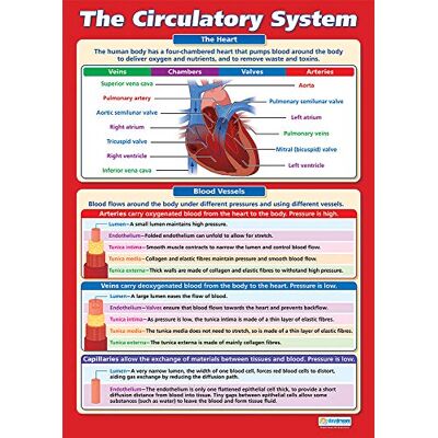 Daydream Education El sistema circulatorio Póster científico Papel brillante de 850 mm x 594 mm (A1) Gráficos de ciencia para el aula Tabla de educación Daydream Education El sistema circulatorio Póster científico Papel brillante de 850 mm x 594 mm (A1) Gráficos de ciencia para el aula Tabla de educación