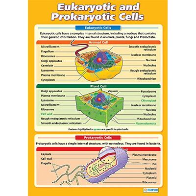 Daydream Education Células eucariotas y procarióticas Póster de ciencia Papel laminado brillante de 850 mm x 594 mm (A1) Gráficos de ciencia para el aula Tabla de educación Daydream Education Células eucariotas y procarióticas Póster de ciencia Papel laminado brillante de 850 mm x 594 mm (A1) Gráficos de ciencia para el aula Tabla de educación