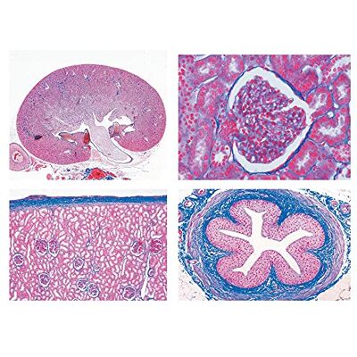 3B Scientific LIEDER Biología Microscopía Micro Muestras Serien Sistema Digestivo 3B Scientific LIEDER Biología Microscopía Micro Muestras Serien Sistema Digestivo
