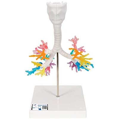 3B Scientific Modelo de anatomía humana Árbol Bronquial Con laringe, Tac + App de anatomía gratuita 3B Smart Anatomy 3B Scientific Modelo de anatomía humana Árbol Bronquial Con laringe, Tac + App de anatomía gratuita 3B Smart Anatomy