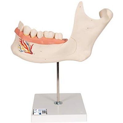 3B Scientific Modelo de anatomía humana Mitad de la Mandíbula Inferior, 3 Veces Su Tamaño Natural, 6 Piezas + App de anatomía gratuita 3B Smart Anatomy 3B Scientific Modelo de anatomía humana Mitad de la Mandíbula Inferior, 3 Veces Su Tamaño Natural, 6 Piezas + App de anatomía gratuita 3B Smart Anatomy