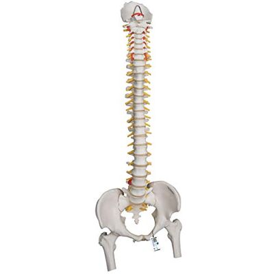 3B Scientific Modelo de anatomía humana Columna Flexible Para Uso Intensivo, Con Cabezas de Fémur + App de anatomía gratuita 3B Smart Anatomy 3B Scientific Modelo de anatomía humana Columna Flexible Para Uso Intensivo, Con Cabezas de Fémur + App de anatomía gratuita 3B Smart Anatomy