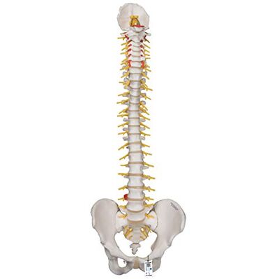 3B Scientific ® Columna Vertebral de Lujo Flexible – Modelo Humano a Tamaño Real con Pelvis, Tronco Cerebral Expuesto & Sacro Abierto + Smart Anatomy App (Garantía de 5 Años) 3B Scientific ® Columna Vertebral de Lujo Flexible – Modelo Humano a Tamaño Real con Pelvis, Tronco Cerebral Expuesto & Sacro Abierto + Smart Anatomy App (Garantía de 5 Años)