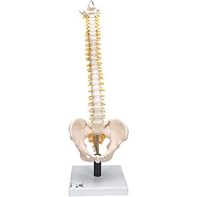3B Scientific ® Modelo de Columna Vertebral Flexible – Columna Vertebral Humana con Pelvis y Hueso Occipita + Smart Anatomy App (Garantía de 5 Años) 3B Scientific ® Modelo de Columna Vertebral Flexible – Columna Vertebral Humana con Pelvis y Hueso Occipita + Smart Anatomy App (Garantía de 5 Años)