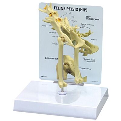 3B Scientific GPI Anatomicals W33377 Modelo Cadera Felina 3B Scientific GPI Anatomicals W33377 Modelo Cadera Felina