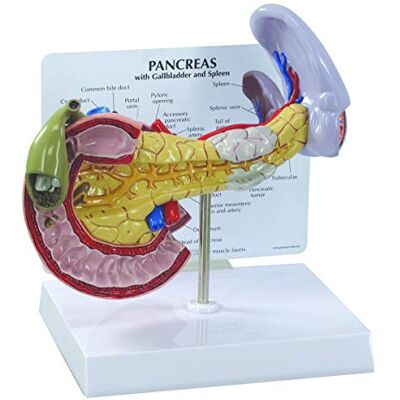 3B Scientific GPI Anatomicals Modelo de páncreas 3B Scientific GPI Anatomicals Modelo de páncreas