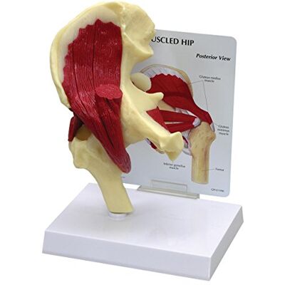 3B Scientific GPI Anatomicals Modelo cadera con músculos 3B Scientific GPI Anatomicals Modelo cadera con músculos