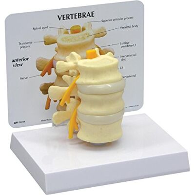 3B Scientific GPI Anatomicals Modelo básico de vértebras 3B Scientific GPI Anatomicals Modelo básico de vértebras