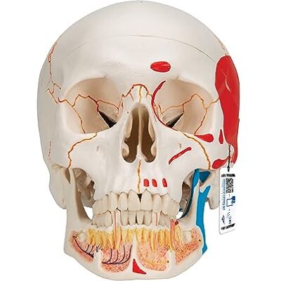 3B Scientific Cráneo Clásico con Mandíbula Abierta, Pintado, 3 Piezas 3B Smart Anatomy 3B Scientific Cráneo Clásico con Mandíbula Abierta, Pintado, 3 Piezas 3B Smart Anatomy