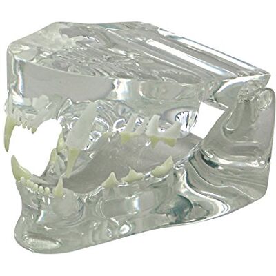 3B Scientific GPI Anatomicals W33379 Modelo de Mandíbula Felina, Transparente 3B Scientific GPI Anatomicals W33379 Modelo de Mandíbula Felina, Transparente