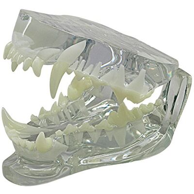 3B Scientific GPI Anatomicals Modelo de mandíbula canina transparente 3B Scientific GPI Anatomicals Modelo de mandíbula canina transparente