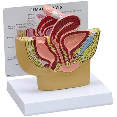 3B Scientific GPI Anatomicals Modelo de pelvis femenina 3B Scientific GPI Anatomicals Modelo de pelvis femenina