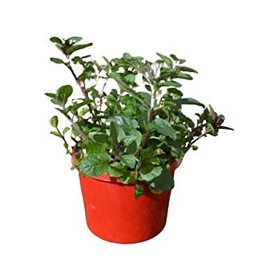 DECOALIVE Menta Chocolate Natural Planta Aromática de Exterior con Propiedades Culinarias DECOALIVE Menta Chocolate Natural Planta Aromática de Exterior con Propiedades Culinarias