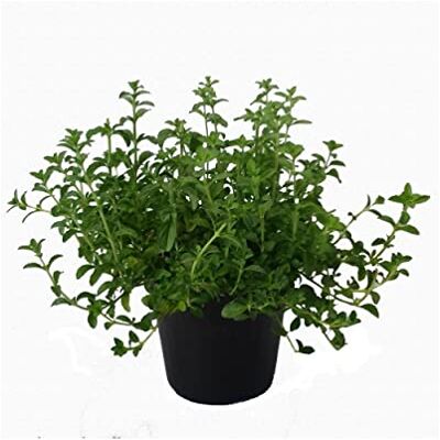 DECOALIVE Poleo Menta Natural Planta de Exterior de Hojas Aromáticas para Infusiones DECOALIVE Poleo Menta Natural Planta de Exterior de Hojas Aromáticas para Infusiones
