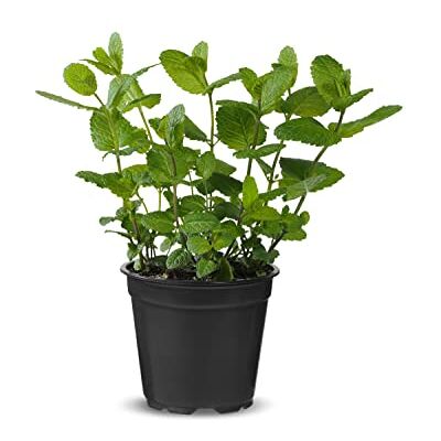 DECOALIVE Menta Chocolate Natural Planta Rastrera de Exterior con Hojas Aromáticas DECOALIVE Menta Chocolate Natural Planta Rastrera de Exterior con Hojas Aromáticas
