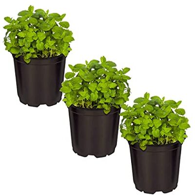DECOALIVE Menta Hierbabuena Pack de 3 Plantas Naturales Refrescantes para Infusión DECOALIVE Menta Hierbabuena Pack de 3 Plantas Naturales Refrescantes para Infusión