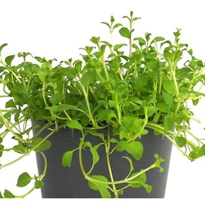 DECOALIVE Poleo Menta -Mentha pulegium- Natural Planta Aromática Utilizada en Infusiones DECOALIVE Poleo Menta -Mentha pulegium- Natural Planta Aromática Utilizada en Infusiones