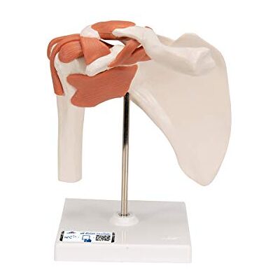 3B Scientific ® Articulación Funcional del Hombro Humano – Músculos del Manguito Rotador, Movimiento Completo (Abducción, Rotación), + 3B Smart Anatomy App 3B Scientific ® Articulación Funcional del Hombro Humano – Músculos del Manguito Rotador, Movimiento Completo (Abducción, Rotación), + 3B Smart Anatomy App