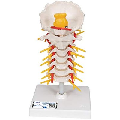 3B Scientific ® Columna Cervical – Vértebras Cervicales Humanas a Tamaño Real Flexibles en Soporte + Smart Anatomy App (Garantía de 5 Años) 3B Scientific ® Columna Cervical – Vértebras Cervicales Humanas a Tamaño Real Flexibles en Soporte + Smart Anatomy App (Garantía de 5 Años)