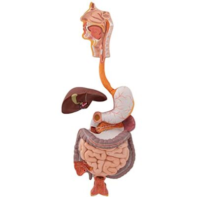 3B Scientific ® Aparato Digestivo Humano – Modelo Anatómico a Tamaño Real en 3 Partes + Smart Anatomy App (Garantía de 5 Años) 3B Scientific ® Aparato Digestivo Humano – Modelo Anatómico a Tamaño Real en 3 Partes + Smart Anatomy App (Garantía de 5 Años)