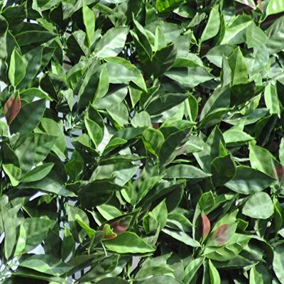 TENAX Divy 3D Plus Photinia 1,50x 3m Verde-Rojo, Seto Artificial de Hojas de Photinia sobre Malla Plástica, Protección para Balcón y Jardín TENAX Divy 3D Plus Photinia 1,50x 3m Verde-Rojo, Seto Artificial de Hojas de Photinia sobre Malla Plástica, Protección para Balcón y Jardín