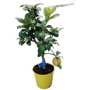DECOALIVE Citrus Limon Natural Árbol Frutal de Exterior en Maceta de 17cm Ideal para el Cultivo Casero DECOALIVE Citrus Limon Natural Árbol Frutal de Exterior en Maceta de 17cm Ideal para el Cultivo Casero
