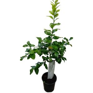 DECOALIVE Limonero en Maceta Grande – Árbol Frutal Natural para Huertos y Jardines DECOALIVE Limonero en Maceta Grande – Árbol Frutal Natural para Huertos y Jardines