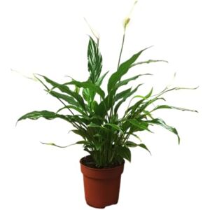 DECOALIVE Espatifilo en Maceta Planta Viva Spathiphyllum con Hojas Verdes Intensas DECOALIVE Espatifilo en Maceta Planta Viva Spathiphyllum con Hojas Verdes Intensas