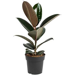 DECOALIVE Ficus Abidjan Árbol Ornamental Natural de Crecimiento Rápido DECOALIVE Ficus Abidjan Árbol Ornamental Natural de Crecimiento Rápido